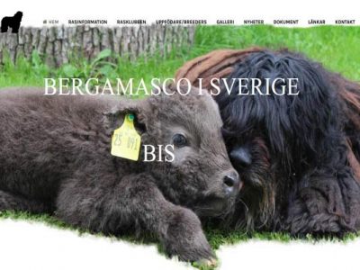 Bergamasco