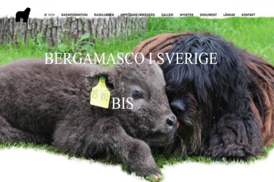Bergamasco